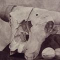 Nick Scrimenti - Bull Skull Still Life